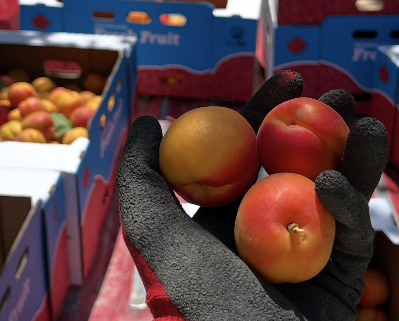 Okanagan stone fruit looking good for the first time in years | iNwine